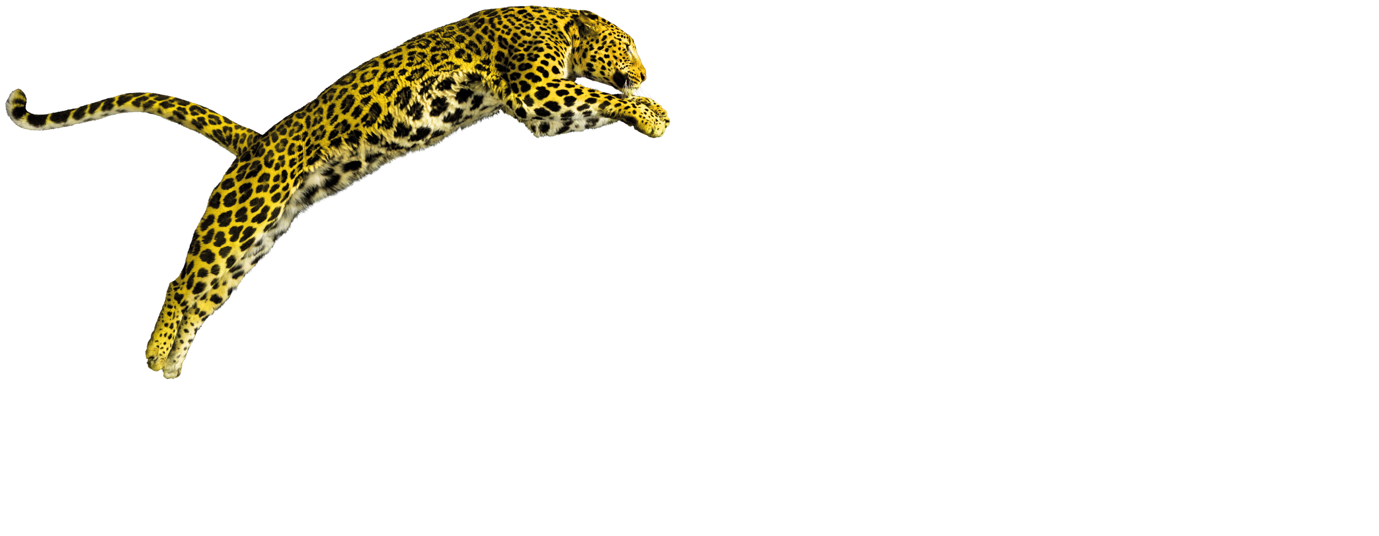 Locarno Film Festival